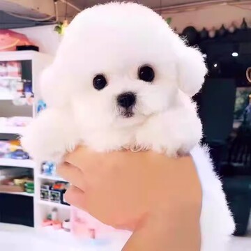 纯种比熊幼犬出售茶杯犬长不大比熊幼犬活物家养宠物狗比熊犬活体