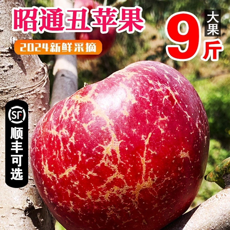 云南昭通市丑苹果水果新鲜整箱当季10斤富士糖心苹果红露绍通包邮