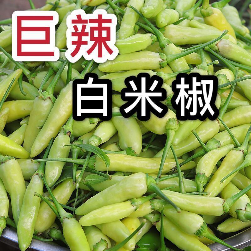 2斤超辣小米辣椒白米椒野山椒特辣云南袋装泡好泡椒非新鲜-阿里巴巴