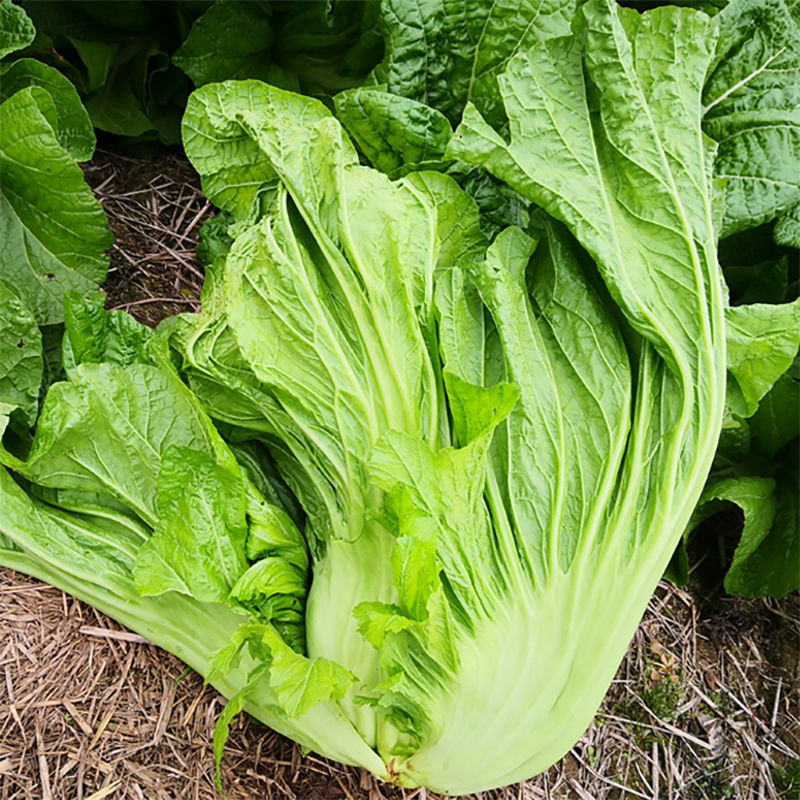 四川泡菜新鲜现摘大叶青菜腌制酸菜农家自种芥菜时令蔬菜当季苦菜