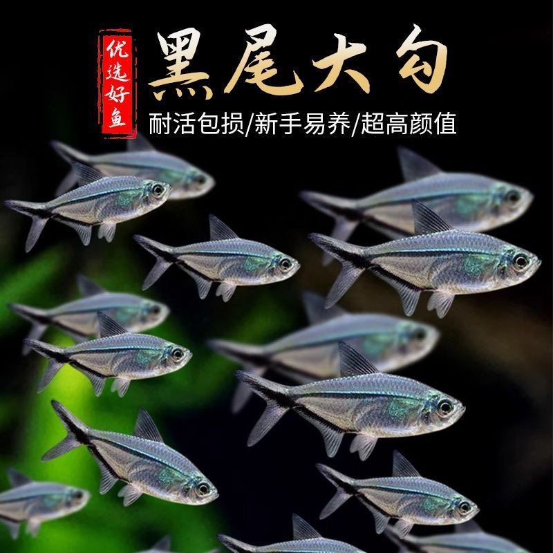 黑尾大勾鱼小型热带观赏鱼灯鱼草缸红绿灯鱼群游斑马鱼淡水鱼