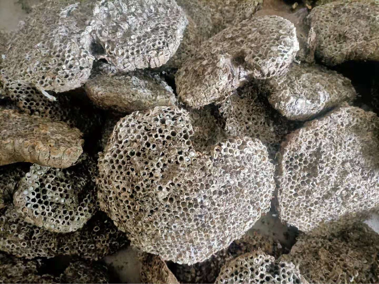 批发中药蜂房 露蜂房 马蜂窝 野蜂窝 黄蜂窝 各种规格 药厂投料