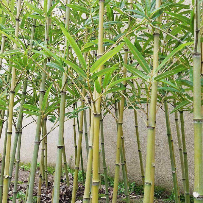 绿绿竹仿真细水竹子细竹子酒店装饰屏风阳台装饰假竹子仿真竹子