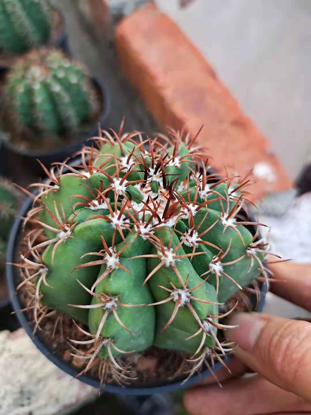 实生魔云仙人球 花座球属层云碧云多肉植物组合盆栽托土裸根发