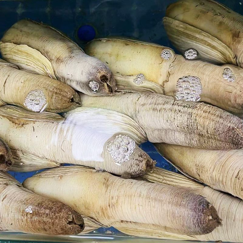 新鲜速冻象拔蚌带壳象鼻蚌海笋类刺身即食寿司日料海鲜水产片代发