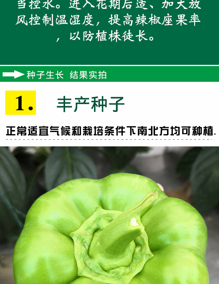 农发大甜椒种子 农田菜园茎秆粗壮果型长灯笼果肉甜脆辣椒蔬菜籽