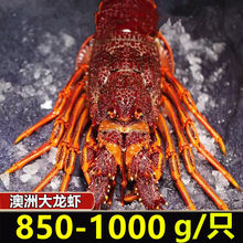 龙虾抢【大龙虾2斤】鲜活冷冻大红龙非波龙岩龙青龙玫瑰龙大虾