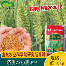 济麦22冬小麦种子 农田国审抗寒抗倒穗长籽粒饱满麦种越冬小麦籽
