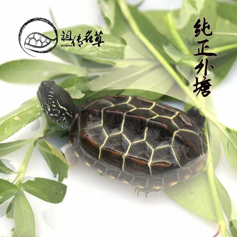 乌龟活体中华草龟活体宠物龟情侣龟乌龟镇宅外塘苏北金线草-阿里巴巴