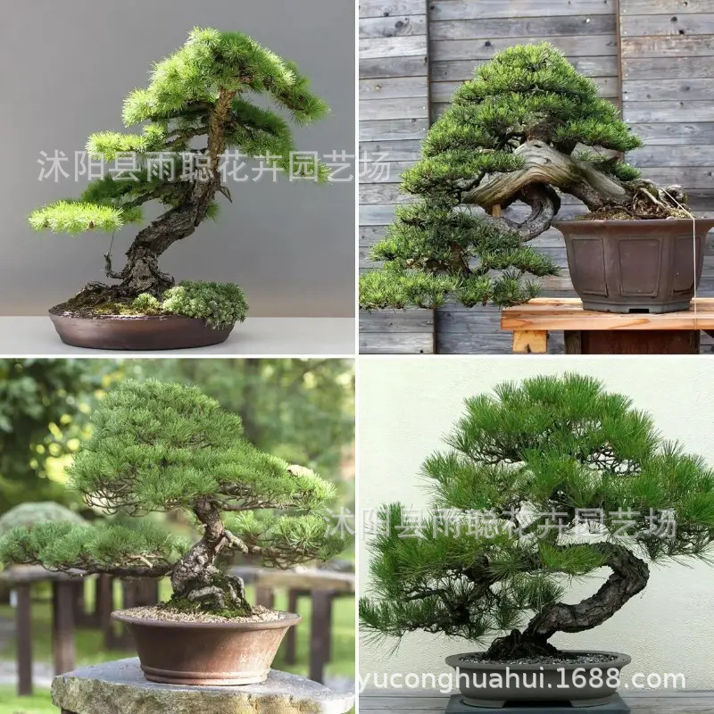 【跨境电商供货】黑松种子盆景树种子跨境松树种子 家庭花园观赏