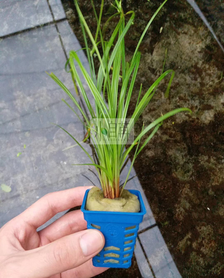泰国水剑水草活体批发鱼缸造景真水草装饰水族箱观赏后景草有茎类