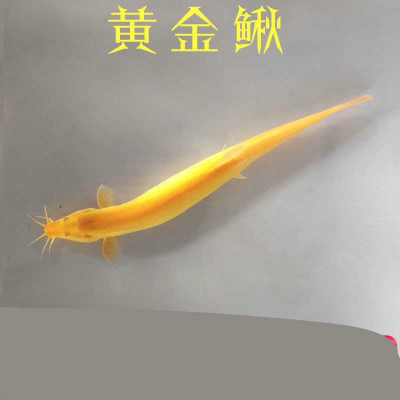 小金龙鱼