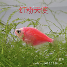 上海热带鱼养殖场批发粉天使鱼 红天使  红衣天使鱼