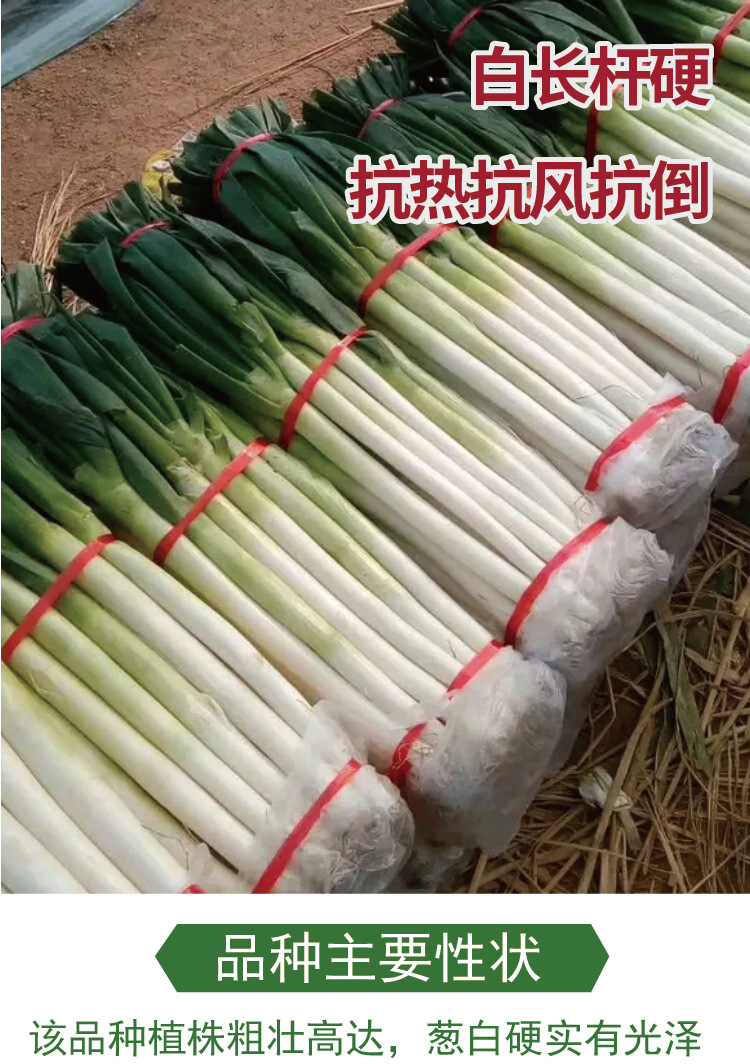 海宸标杂伟葱王大葱种子 白长铁杆抗倒抗冻山东大葱籽 厂家批发孑