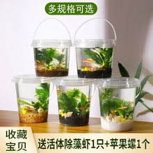 五年级科学生态瓶斑马鱼免换水微景观淡水冷水观赏鱼虾真水草活体