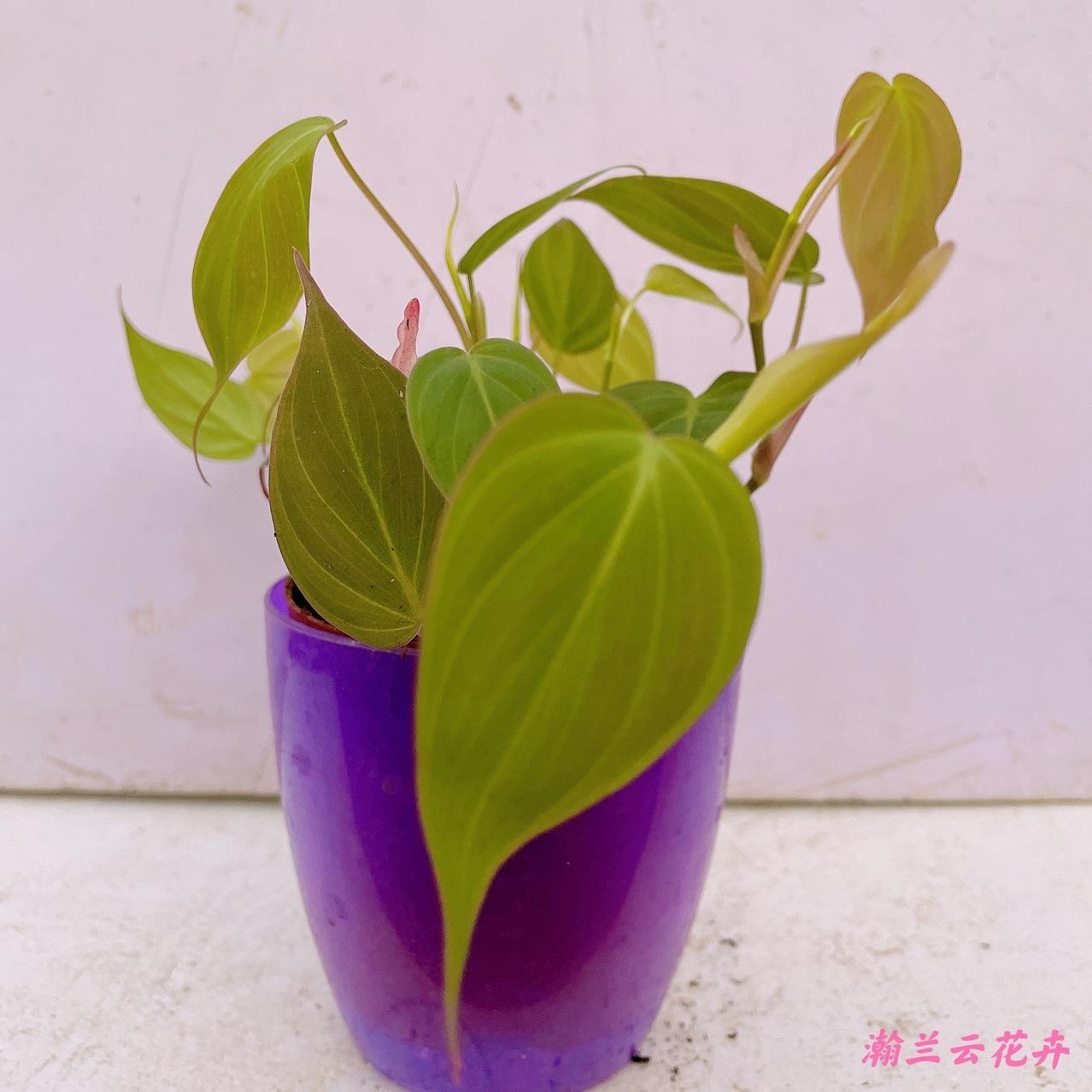 云母蔓绿绒 丝绒面反光观叶 室内观叶植物盆栽绿植花卉基地批发