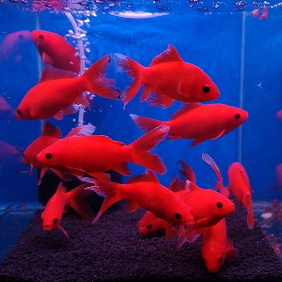 冷水鹦鹉鱼招财鱼黄金龙凤锦鲤鱼黑草金风水鱼蝶尾金鱼冷水发财鱼