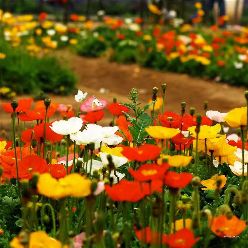 虞美人花种籽子四季播种开花多年生庭院室外冰岛虞美人耐寒花种子