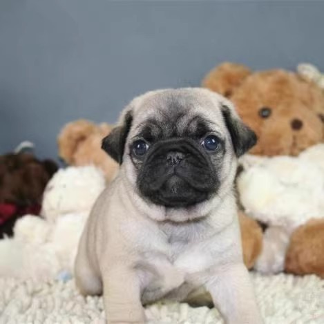 纯种小型活体宠物狗狗巴哥犬短毛迷你八哥幼犬憨厚型黑脸巴哥幼犬