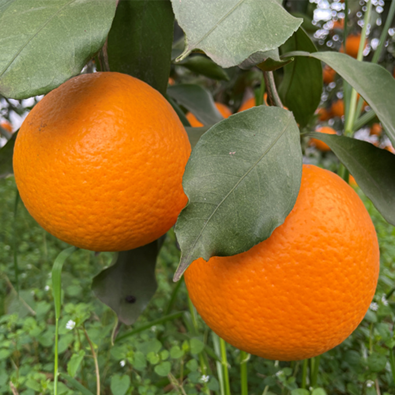 四川正宗青见果冻橙现摘现发38号孕妇当季新鲜水果爆甜多汁非爱媛