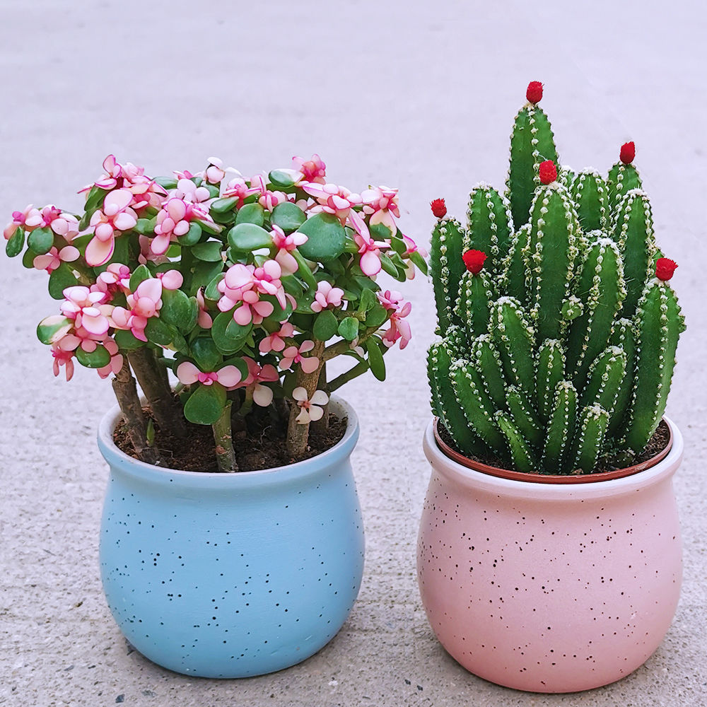 金玉满堂多肉植物仙人掌室内盆栽客厅吸甲醛绿植花卉新手好养花草