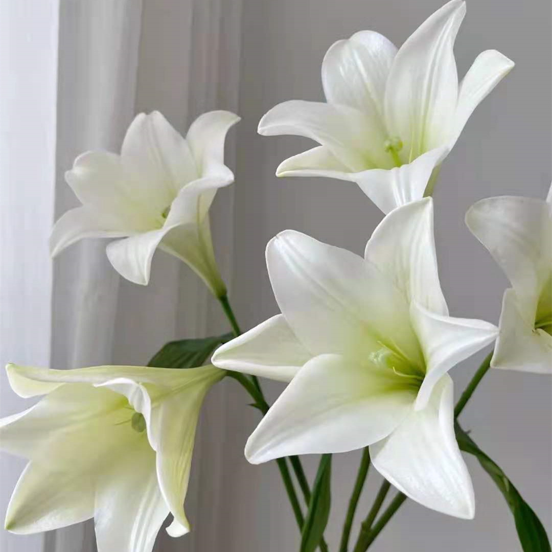 铁炮百合鲜花云南鲜切花基地直发昆明斗南直批空运水养花白色真花