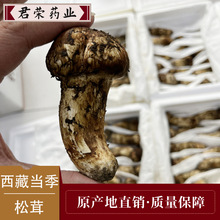 【顺丰】西藏新鲜松茸 1斤装当季波密 香格里拉松茸深山菌菇精品