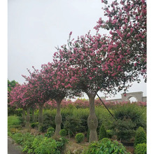 编艺紫薇美人瓶  成都园林景观绿植 绿化苗木 庭院造型植物花木