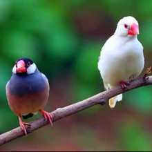 文鸟活体 白色灰色文鸟 中小型宠物观赏鸟 鸟活物 下蛋繁殖鸟包活