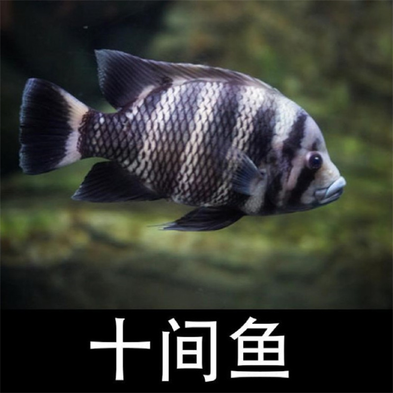 非洲十间鱼热带鱼观赏鱼凶猛大型鱼招财鱼发财鱼风水鱼淡水鱼活体