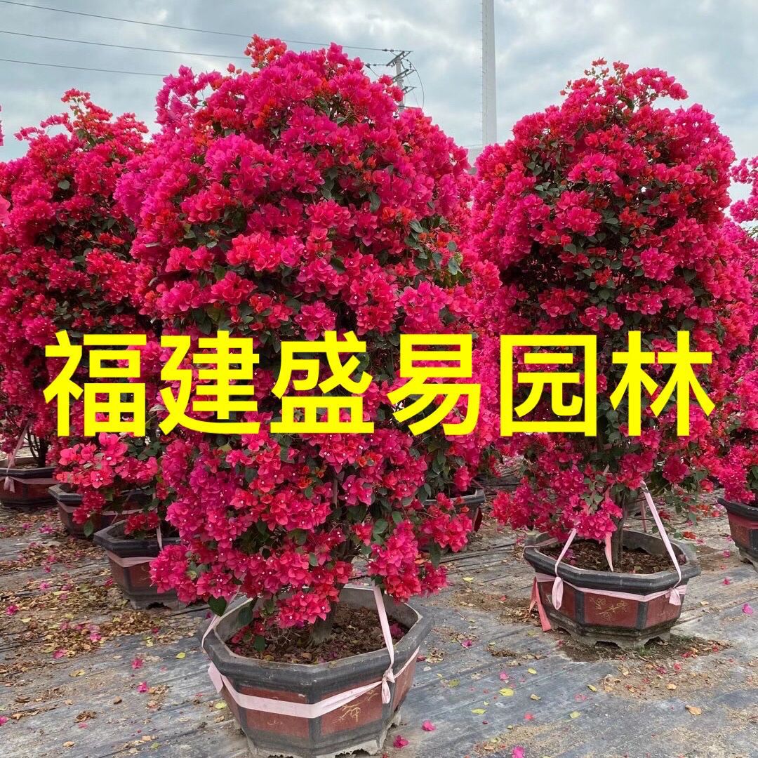 同安红三角梅价格 红花紫花三角梅树桩 造型叶子花九重葛勒杜鹃