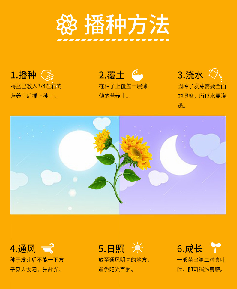 日本进口文森特向日葵种子 观赏切花向日葵花种籽