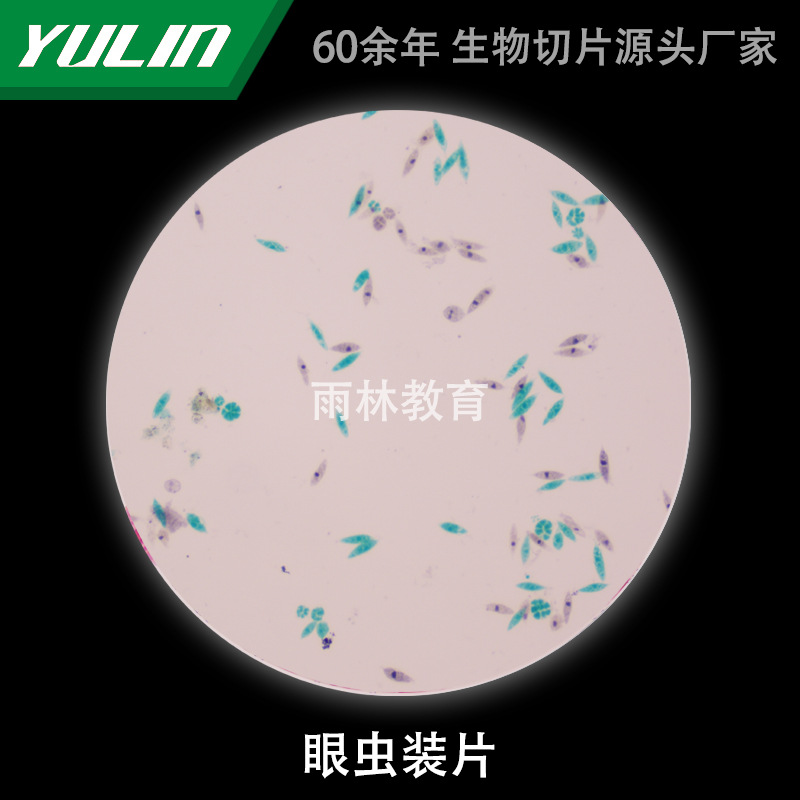 眼虫装片微生物标本显微镜生物切片高校教学实验仪器科研玻片