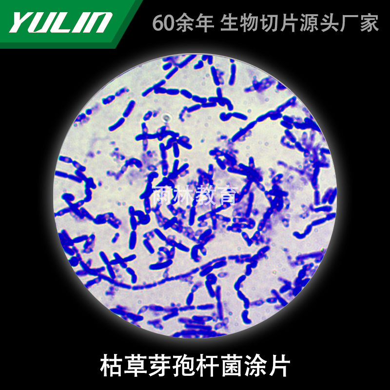 枯草芽孢杆菌涂片生物切片实验室研究显微镜玻片高校教学微生物科