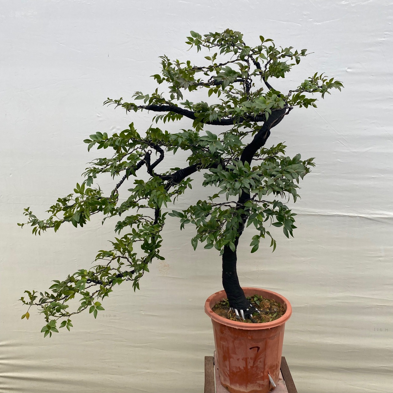 造型小叶紫檀盆景黑骨茶盆栽老桩室内植物四季常绿办公室客厅绿植