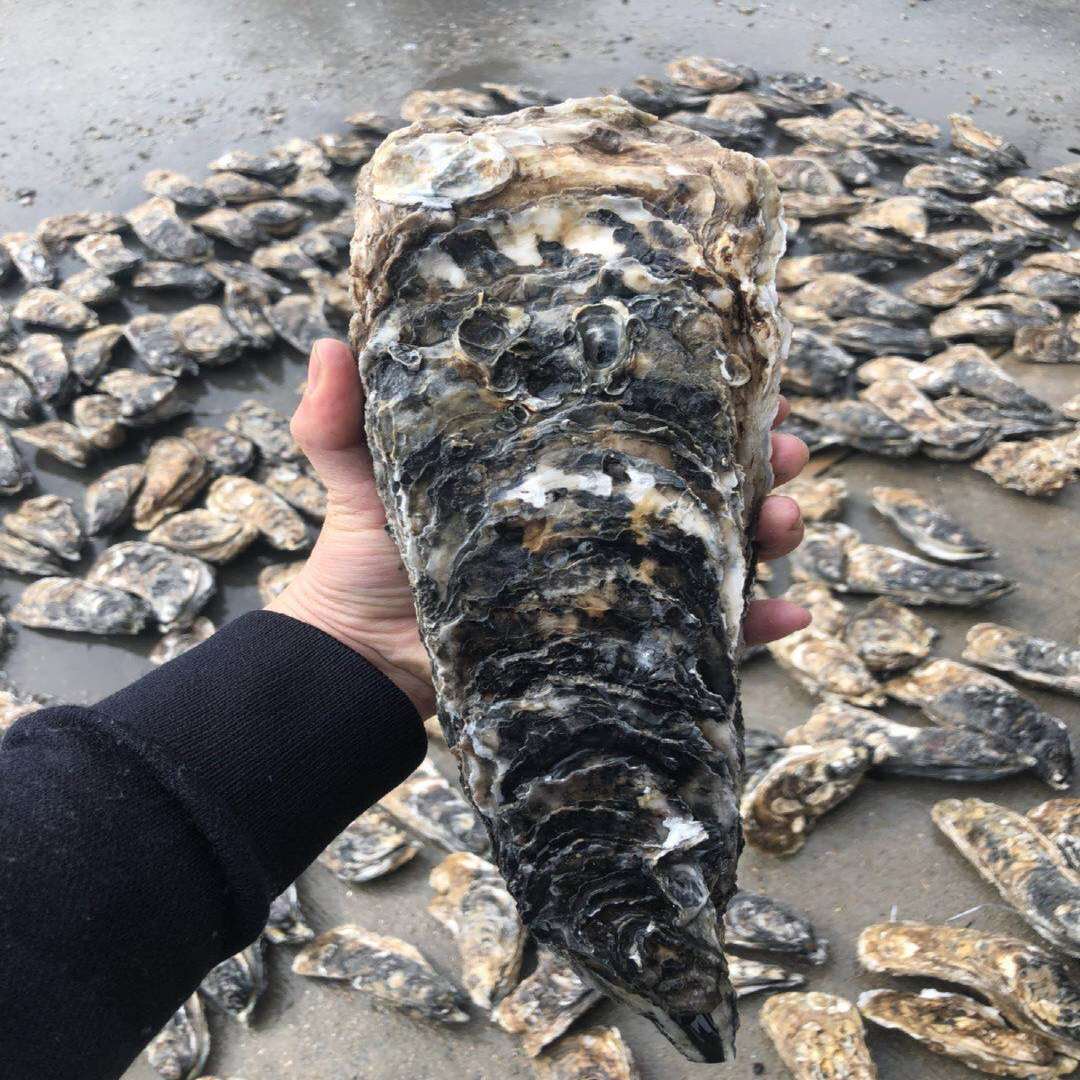 网红超大乳山生大龙蚝鲜活带壳拖鞋巨型新鲜牡蛎即食海鲜水产海蛎