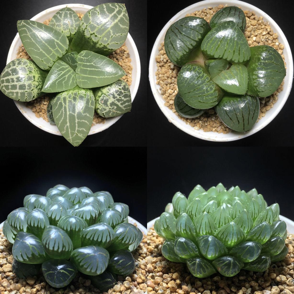 【康平101】多肉植物十二卷樱水晶玉露冰灯玉露 室内盆栽花卉园艺