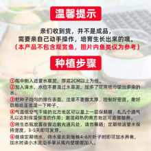 创意缸水培植物鱼缸水草种子籽懒人微景观生态瓶DIY生态鱼缸玻称