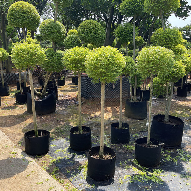 花镜植物川滇蜡树亮金女贞蓝冰柏棒棒糖系列庭院造型盆栽观叶植物