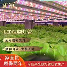 T8一体化植物生长灯管育苗组培灯叶菜LED植物灯补光灯管