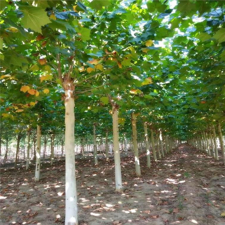 商用梧桐树苗速生商用苗青皮梧桐苗庭院工程绿化苗木梧桐树小苗