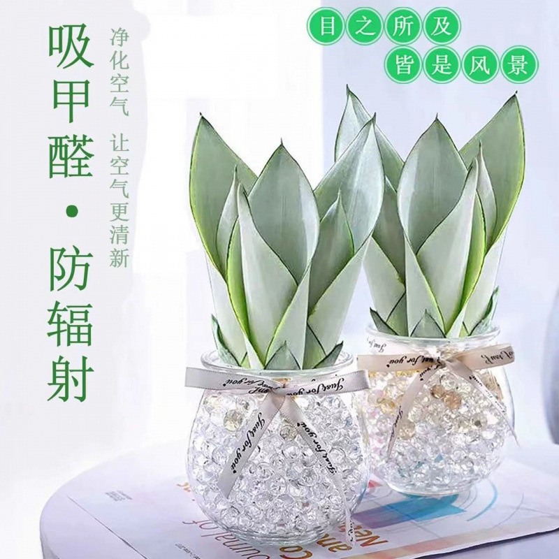 白玉 虎皮兰盆栽室内净化空气植物办公室四季吸甲醛植物水养热销