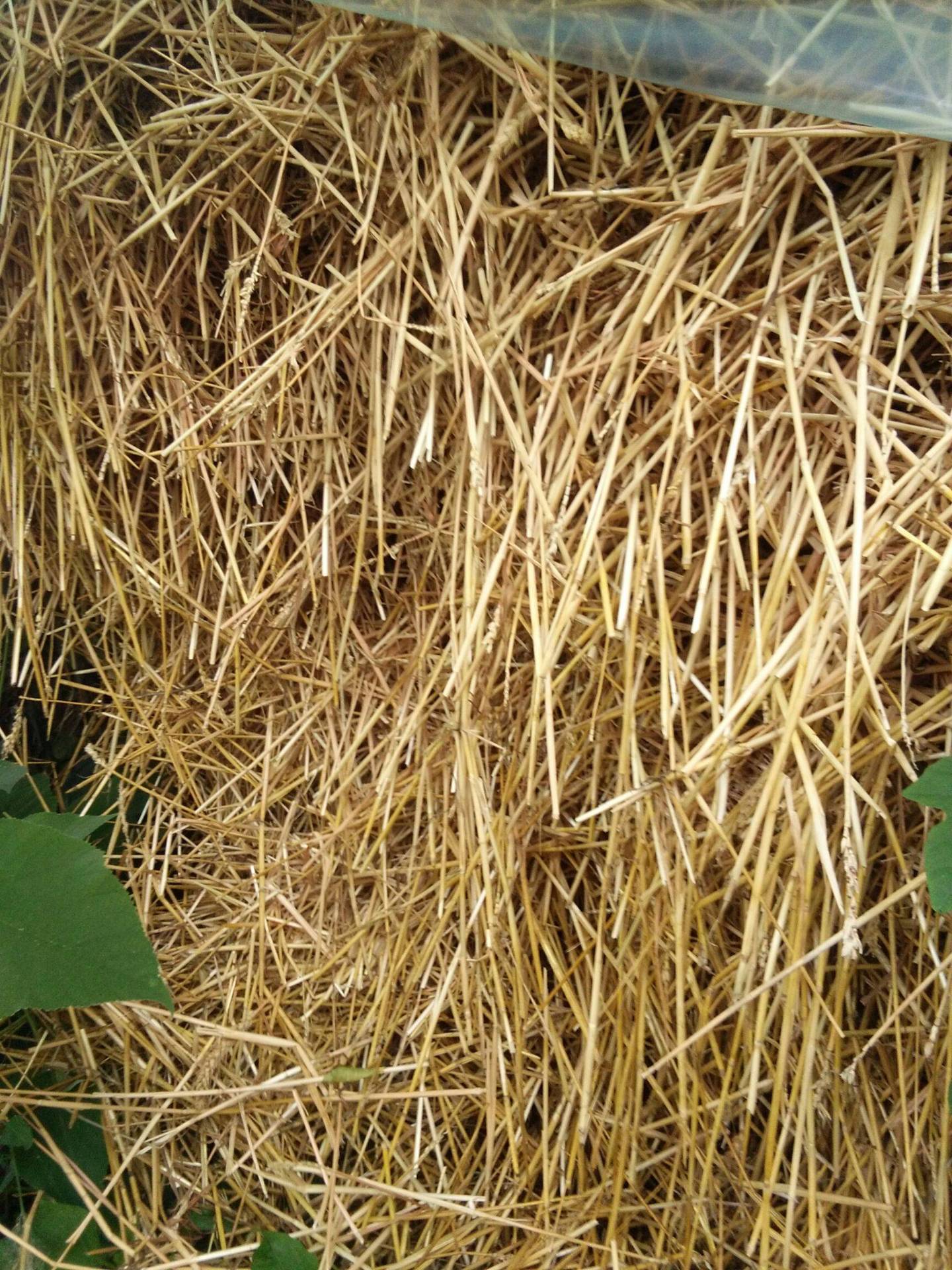 5~20cm长散干麦草:喂牛3~8cm长粉碎揉丝除尘麦草:牧草喂牛本厂以"诚信