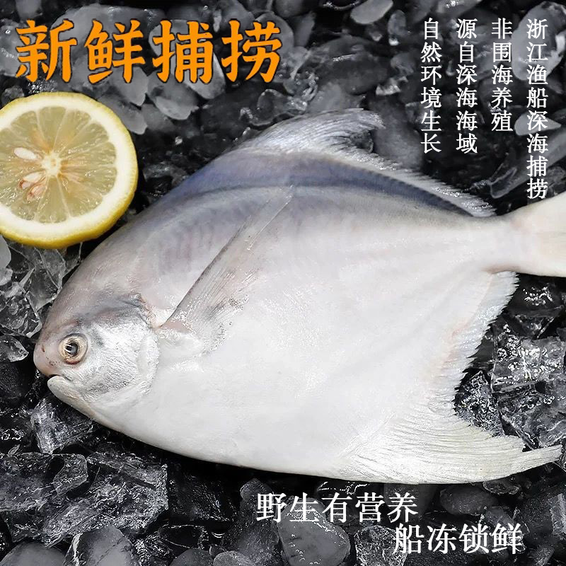 ii东海大白鲳新鲜海捕特大号银鲳鱼白鲳鱼无冰衣平鱼海鲜生鲜 鱼
