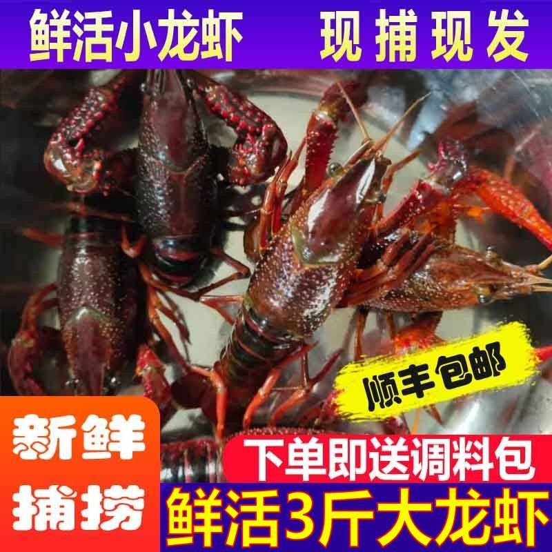 龙虾鲜活江苏清水小龙虾洪泽湖活体新鲜青壳虾2-5斤装礼盒装休闲