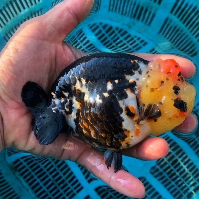 兰寿金鱼活鱼观赏鱼冷水淡水鱼玉兔奶牛水墨樱花一件代发厂家批发