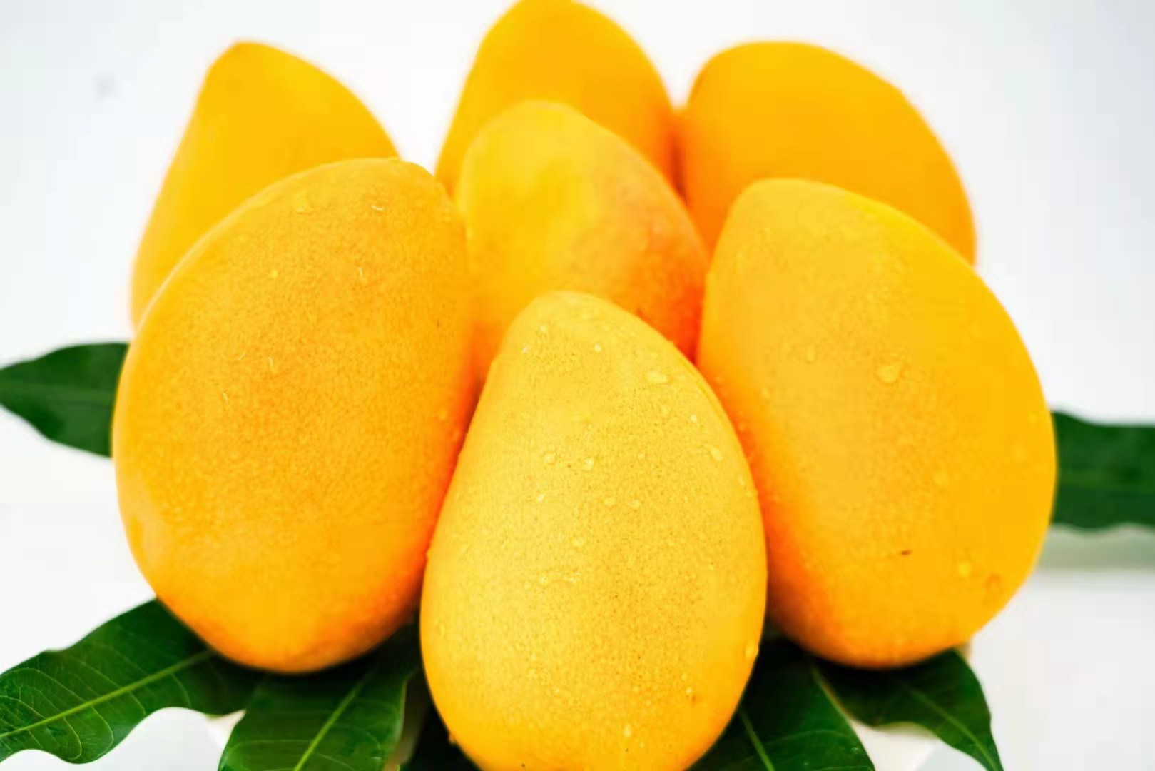 广西百色小台农 贵妃芒 小台芒果新鲜现摘当季水果一件代发