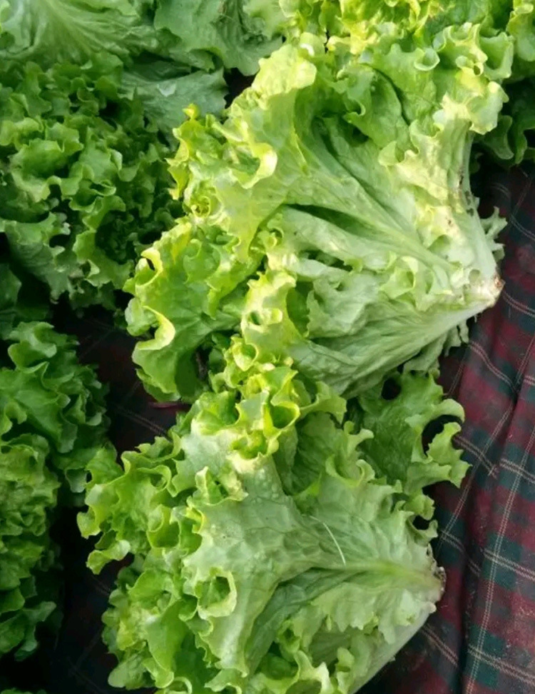 软尾生菜种子农田菜园脆嫩清香无纤维生菜种子蔬菜种子