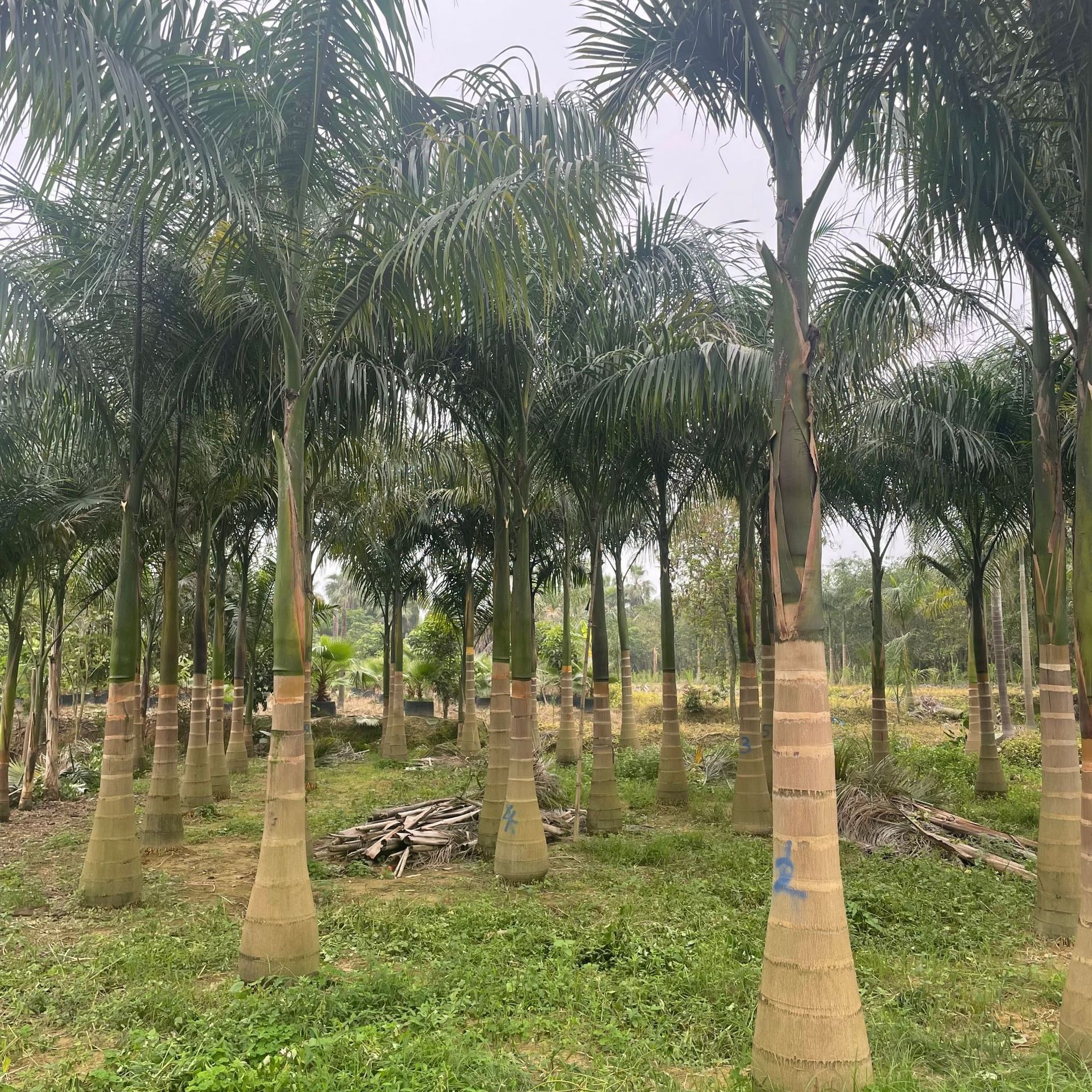 福建棕榈树行道树大王椰子产地批发5-12米规格齐全小区景观树