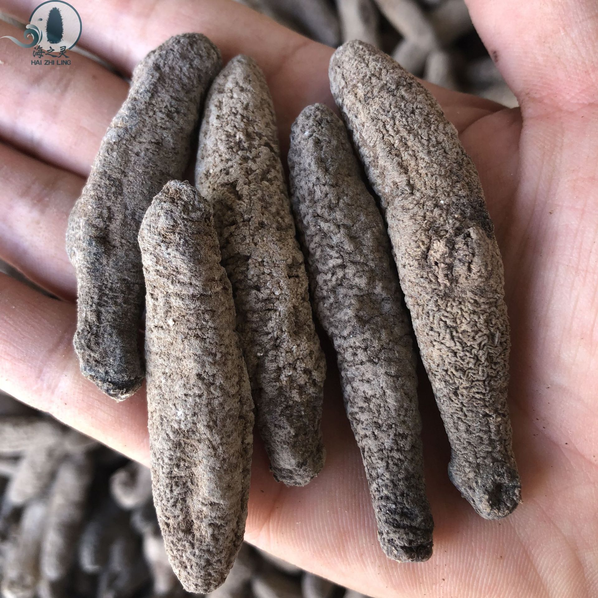 一手批发非洲赤虫参红赤虫参海参80头淡干肉厚皮薄个头均匀不麻口